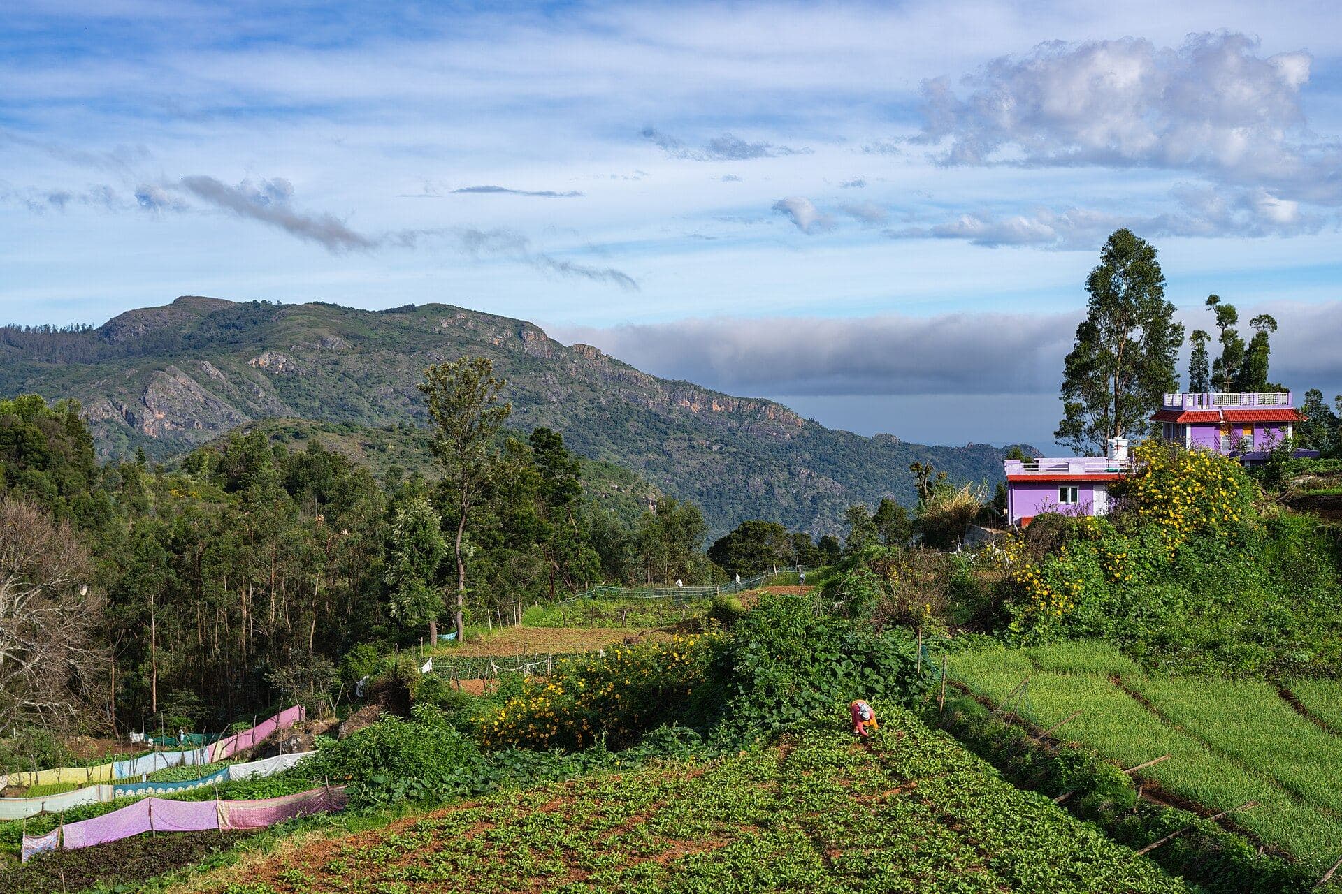 Terraced fields in the hills