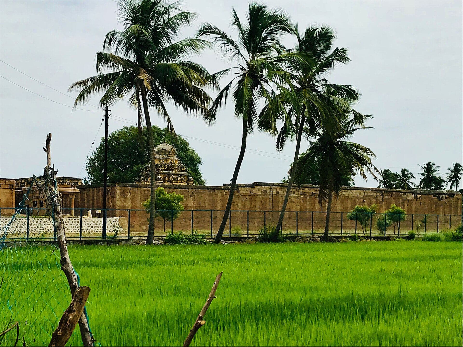 Paddy fields and coconut palms beside a village temple